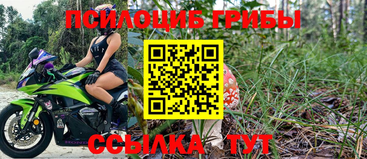 Псилоцибиновые грибы Psilocybe Кашира